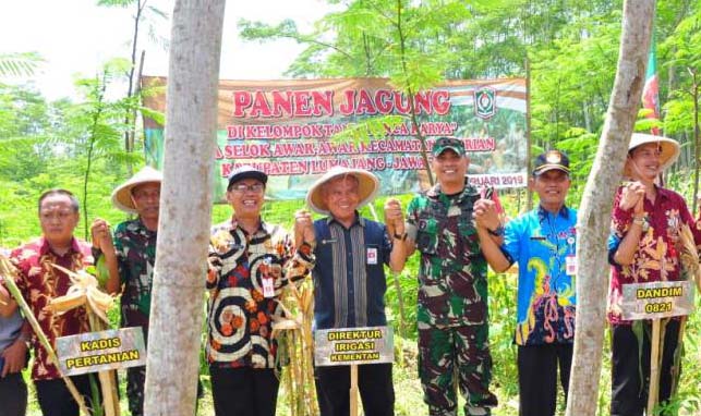 Tanaman Sela, Direktur Ditjen PSP Panen Jagung di Hutan Sengon Lumajang
